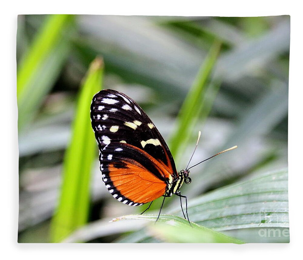Butterfly Fleece Blanket featuring the photograph Tiger Longwing Butterfly by Amanda Mohler