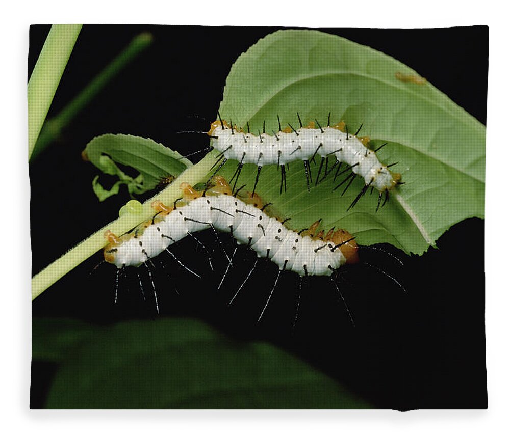 Feb0514 Fleece Blanket featuring the photograph Tiger Longwing Caterpillars Peruvian by Mark Moffett