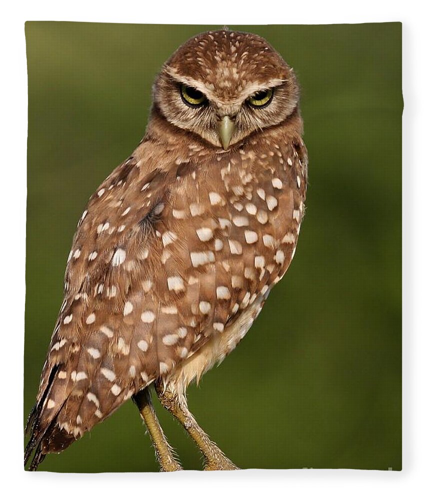 Owl Fleece Blanket featuring the photograph Tiny Burrowing Owl by Sabrina L Ryan