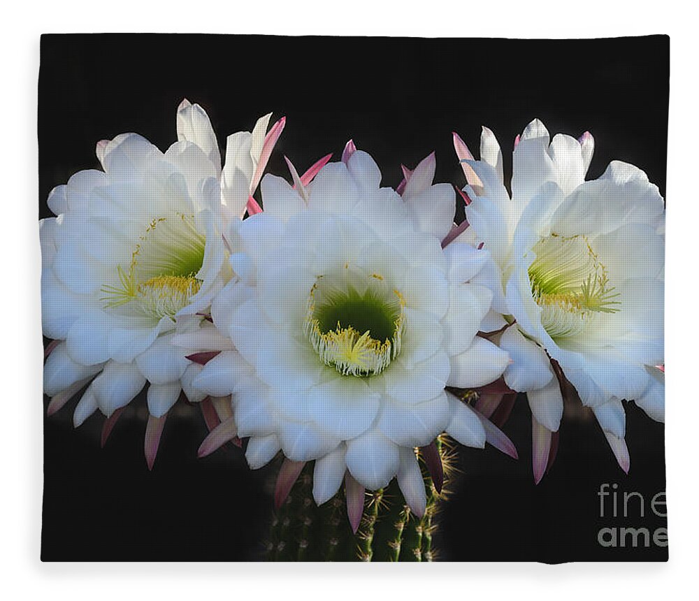 White Cactus Bloom Fleece Blanket featuring the photograph Tres Flores by Tamara Becker