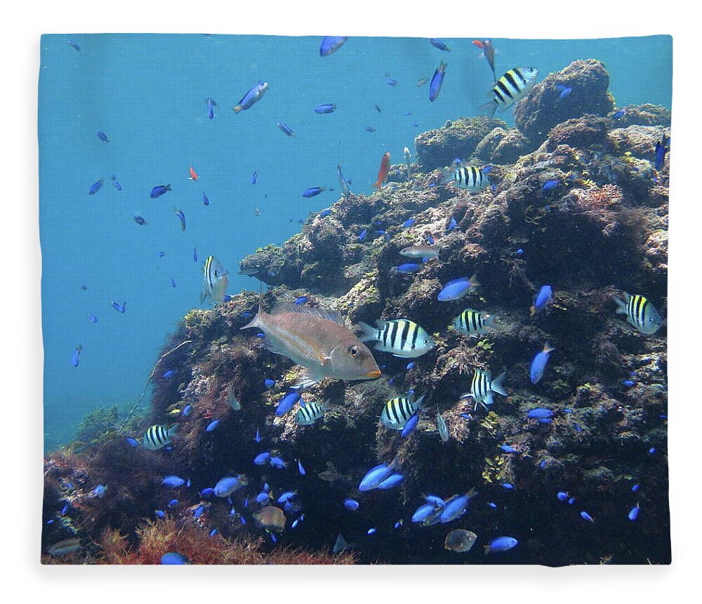 Underwater Fleece Blanket featuring the photograph Tropical Fish Group In Blue by D3 plus D.naruse @ Japan