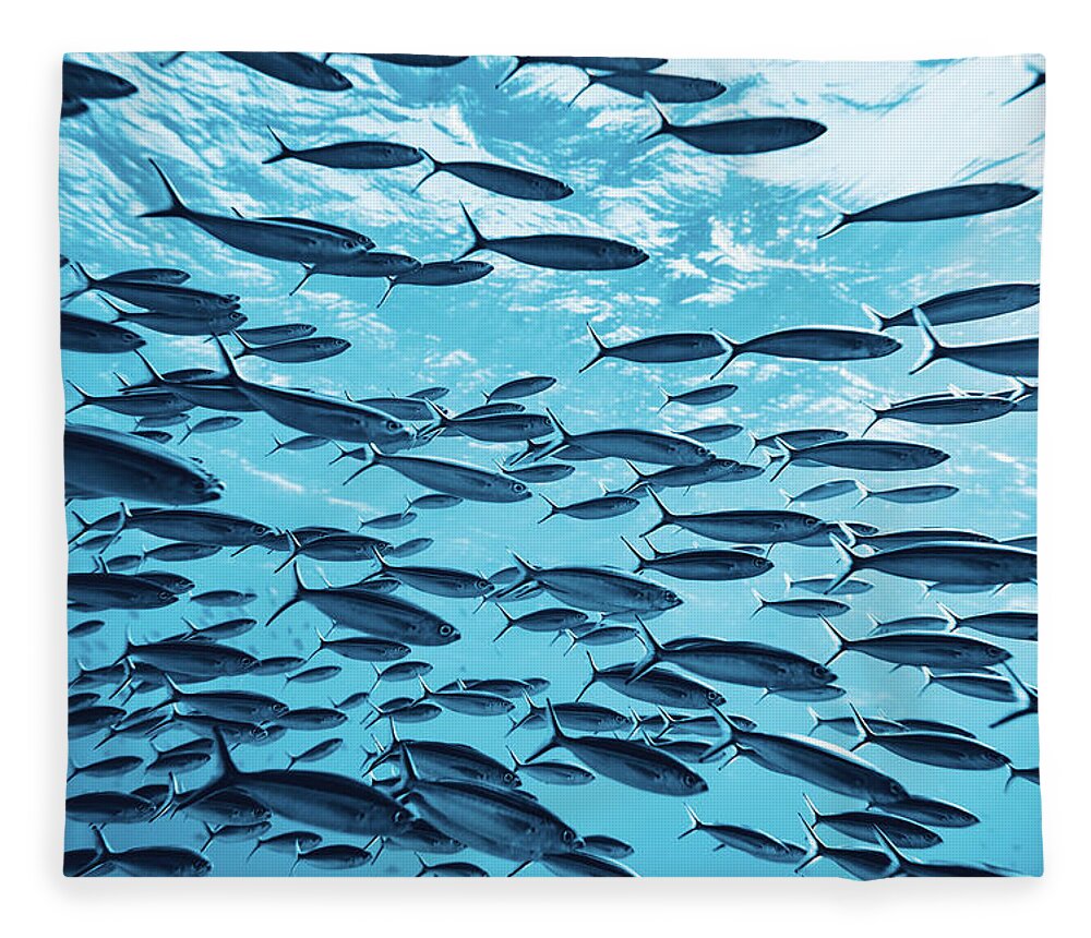 Underwater Fleece Blanket featuring the photograph Tropical Fishes Underwater by Stock colors