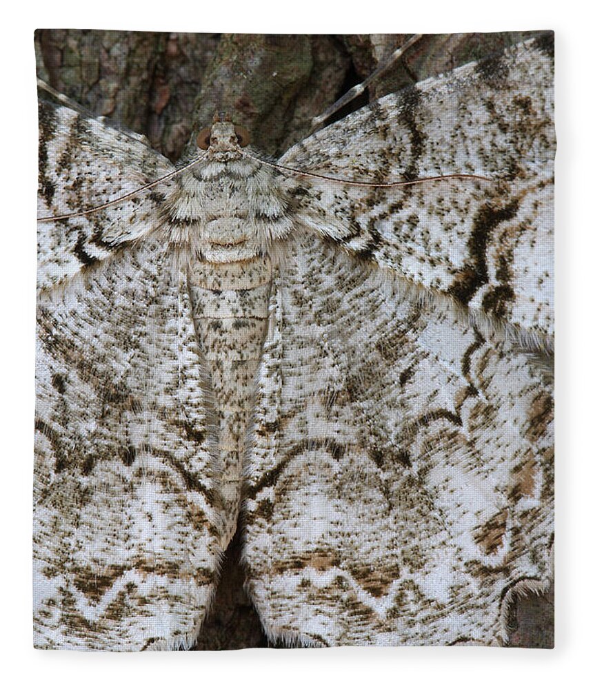 Tulip-tree Beauty Moth Fleece Blanket featuring the photograph Tulip-tree Beauty Moth by Daniel Reed