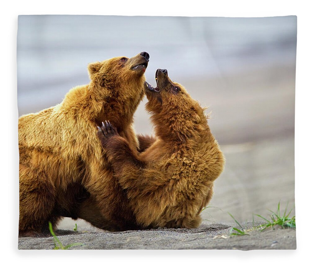 Brown Bear Fleece Blanket featuring the photograph Two Brown Bears Fighting On A Beach At by Richard Wear / Design Pics