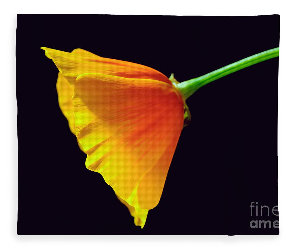 Mexican Gold Poppy Fleece Blanket featuring the photograph Mexican Gold Poppy by Tamara Becker