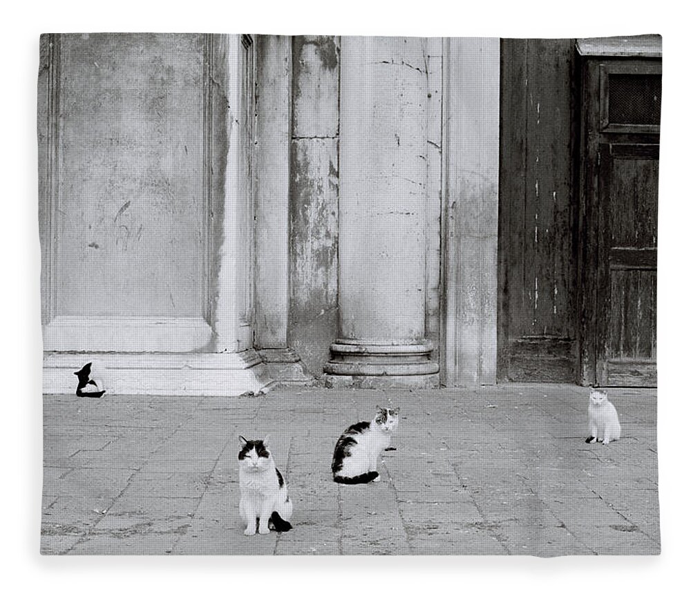 Cat Fleece Blanket featuring the photograph Cats Of Venice by Shaun Higson