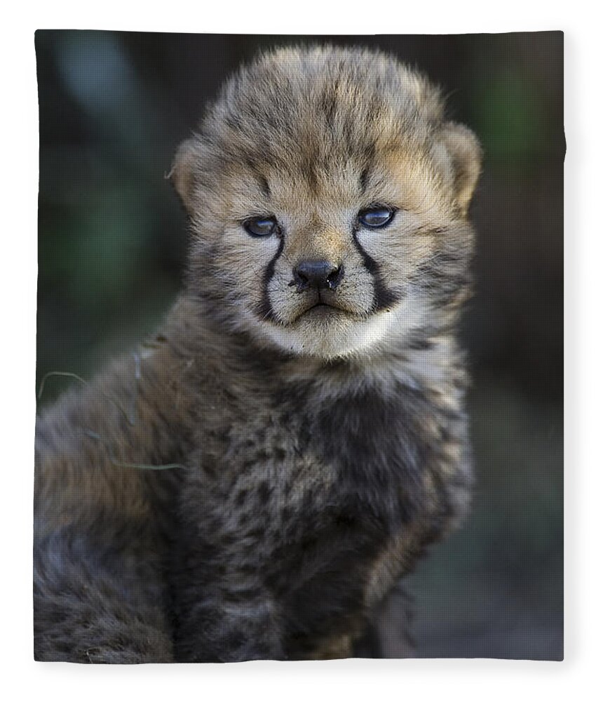 Suzi Eszterhas Fleece Blanket featuring the photograph Very Young Cheetah Cub Maasai Mara by Suzi Eszterhas