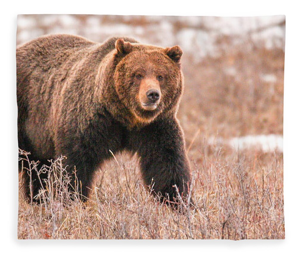 Grizzly Fleece Blanket featuring the photograph Walk About by Kevin Dietrich