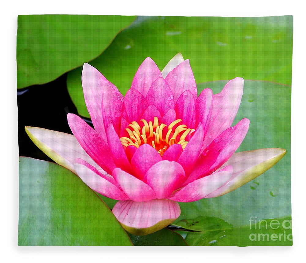 Blossom Fleece Blanket featuring the photograph Water lily by Amanda Mohler