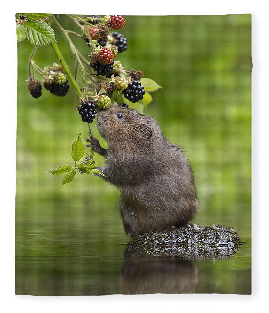 Nis Fleece Blanket featuring the photograph Water Vole Eating Blackberries Kent Uk by Penny Dixie