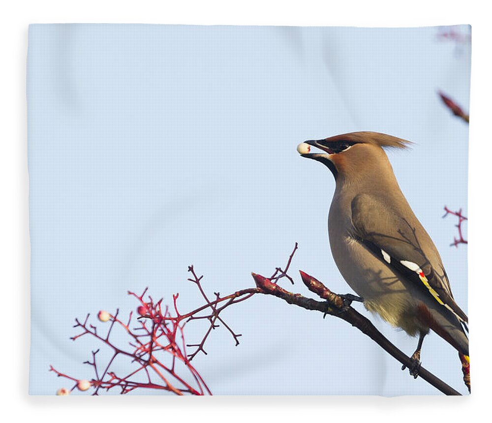 Waxwing Fleece Blanket featuring the photograph Waxwing by Chris Smith