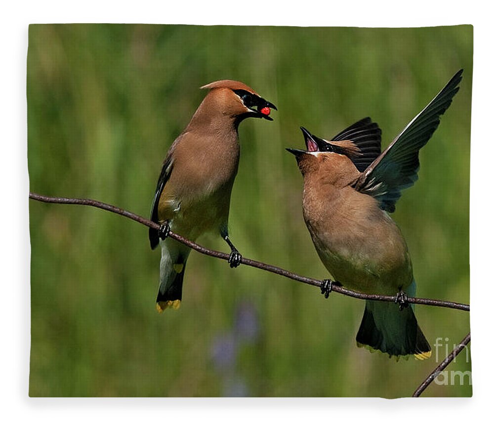 Festblues Fleece Blanket featuring the photograph Waxwing Love.. by Nina Stavlund