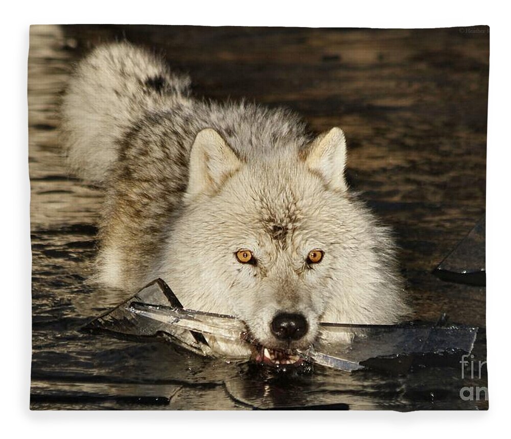 Arctic Wolf Fleece Blanket featuring the photograph Weapon for a cold war by Heather King