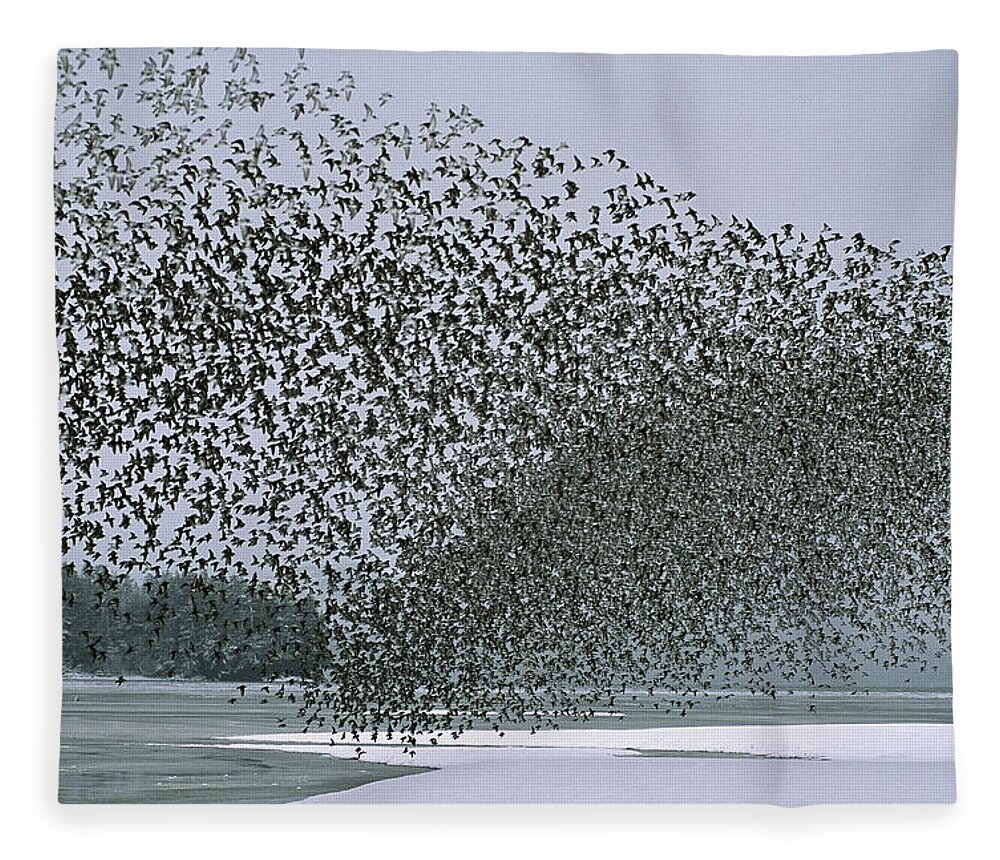 Feb0514 Fleece Blanket featuring the photograph Western Sandpipers Migrating Copper by Michael Quinton