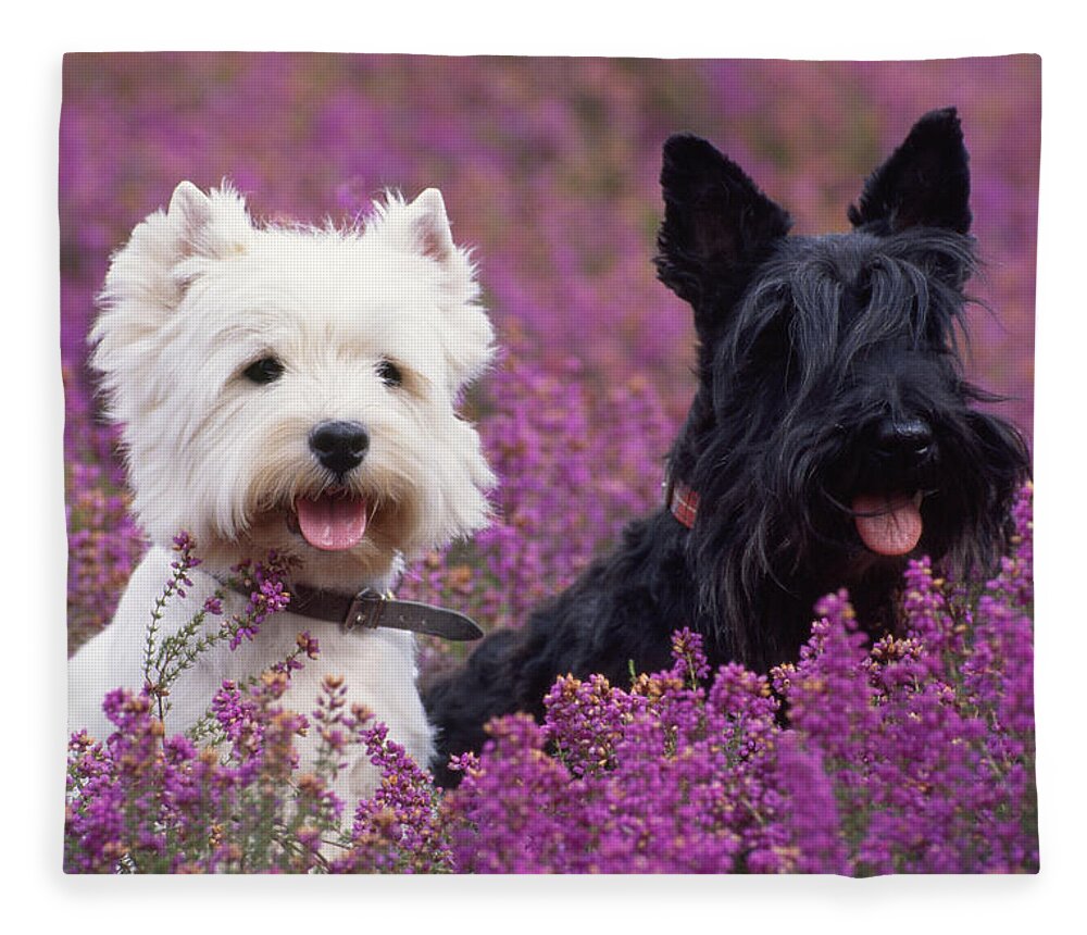 West Highland White Terrier Fleece Blanket featuring the photograph Westie And Scottie Dogs by John Daniels