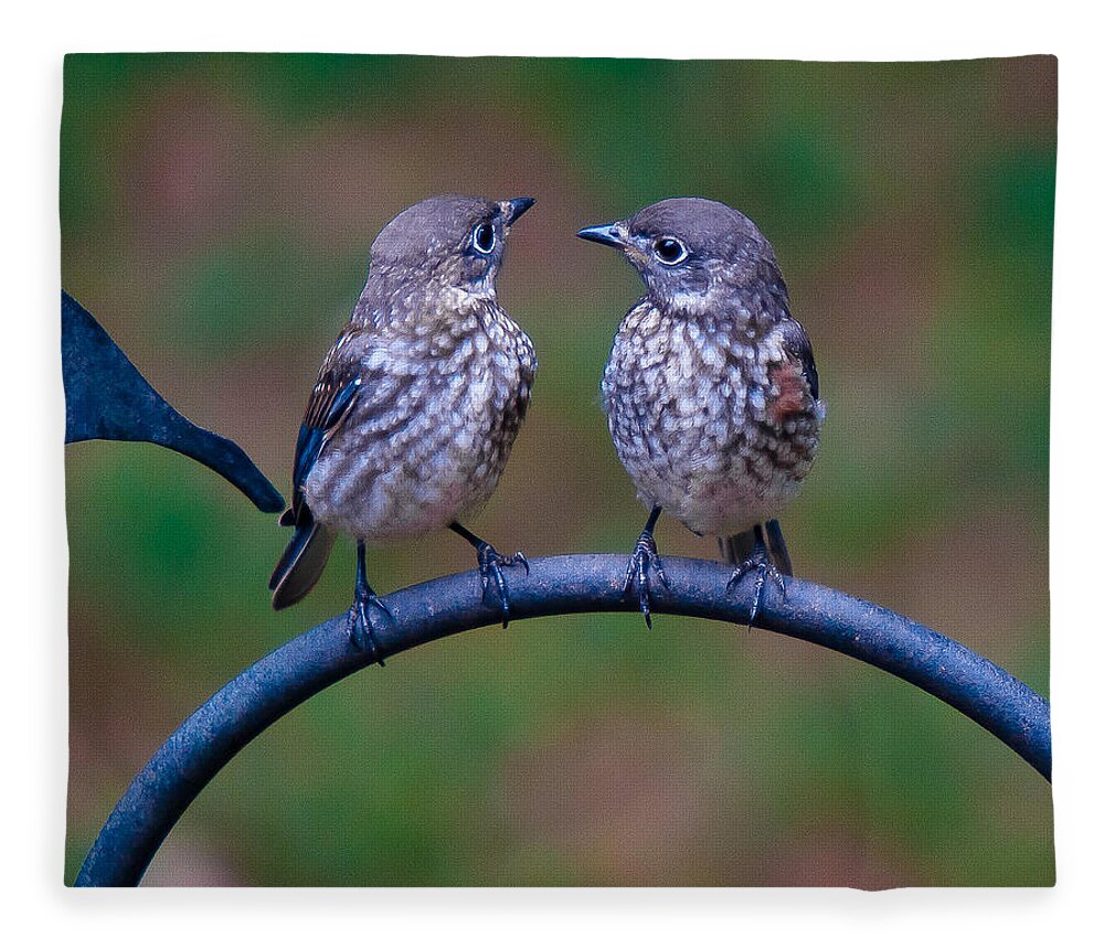 Bluebird Fleece Blanket featuring the photograph When's Dad Coming Back? by Robert L Jackson