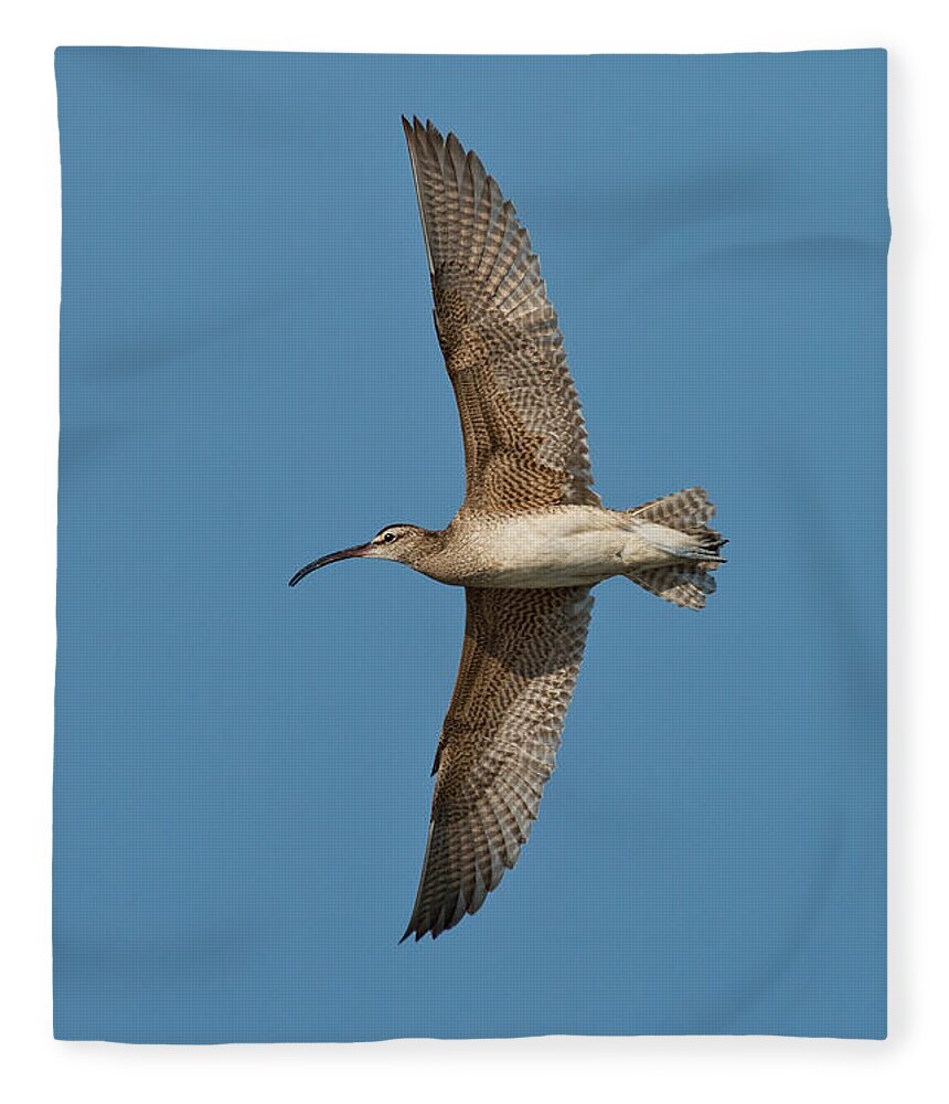 Fauna Fleece Blanket featuring the photograph Whimbrel In Flight by Anthony Mercieca