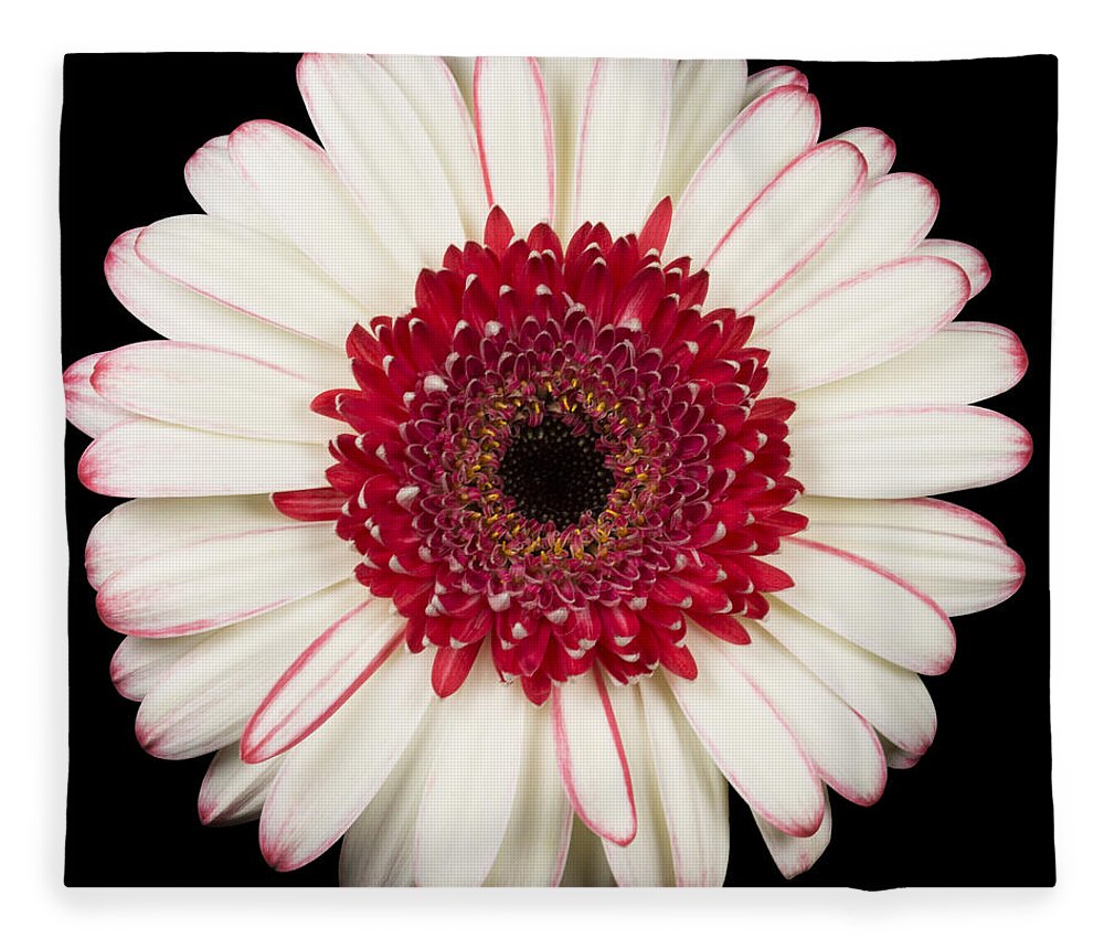 3scape Fleece Blanket featuring the photograph White and Red Gerbera Daisy by Adam Romanowicz