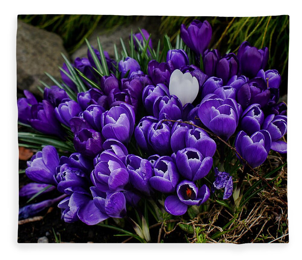 Wall Art Fleece Blanket featuring the photograph White Crocus on a field of purple by Ron Roberts
