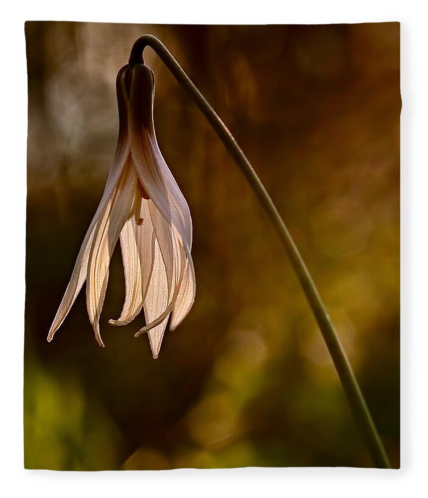 2012 Fleece Blanket featuring the photograph White Dogtooth Violet by Robert Charity