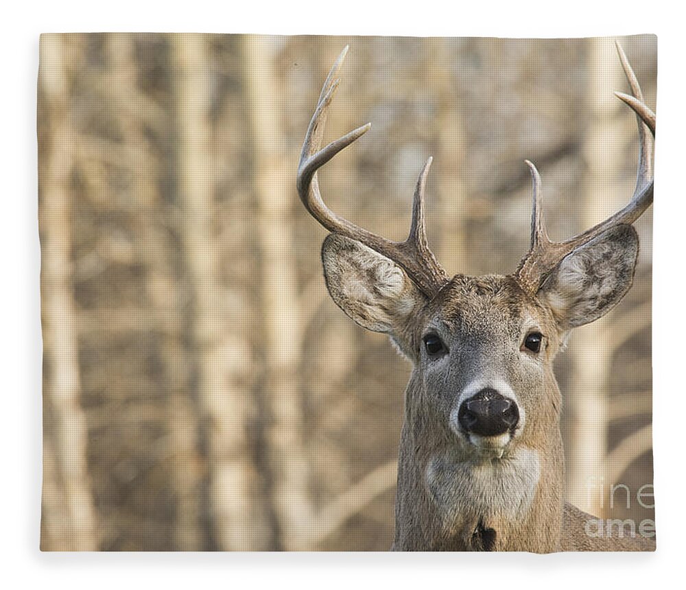Deer Fleece Blanket featuring the photograph White-tailed Buck by Gary Beeler