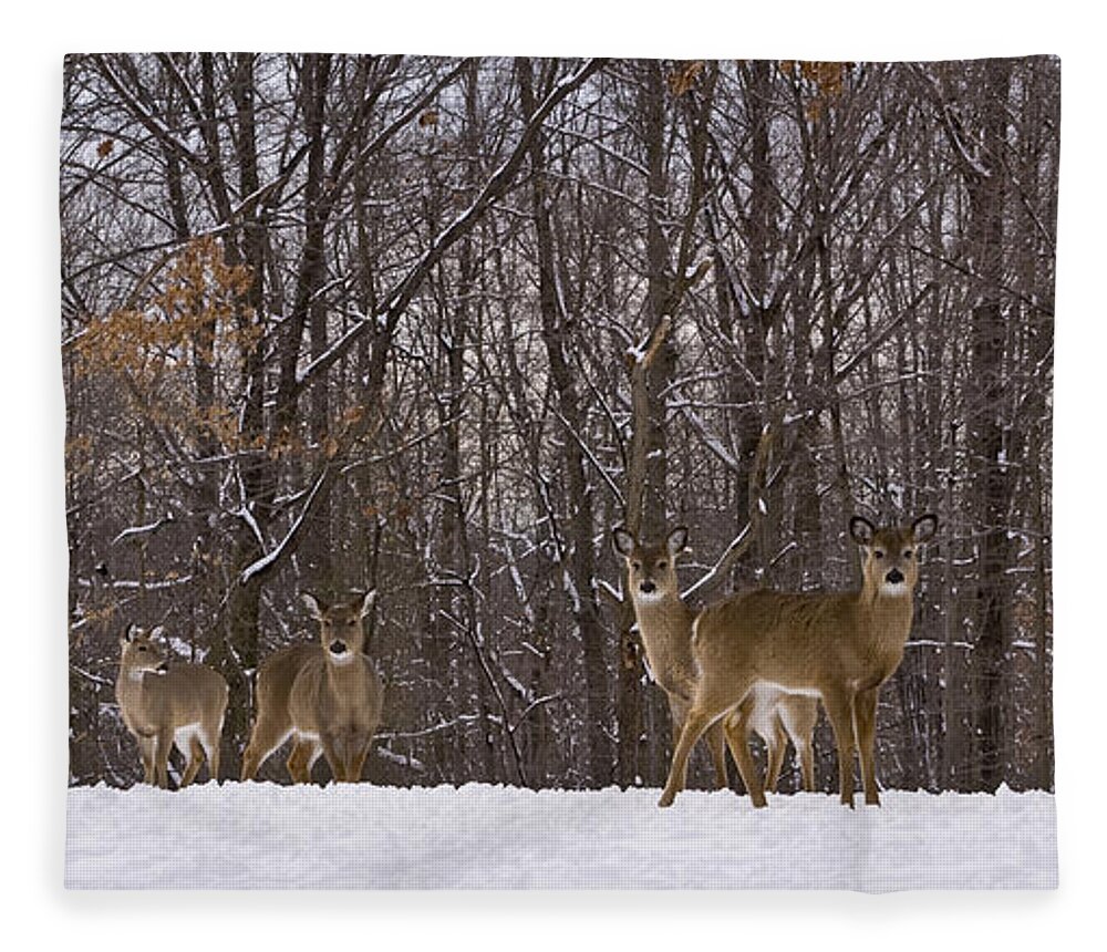 Deer Fleece Blanket featuring the photograph White Tailed Deer by Anthony Sacco