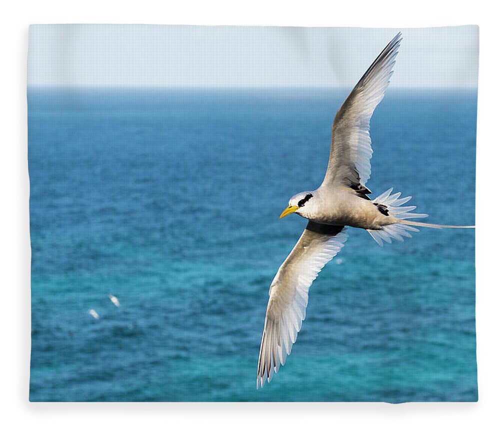 Wind Fleece Blanket featuring the photograph White-tailed Tropicbird In Flight by James Warwick