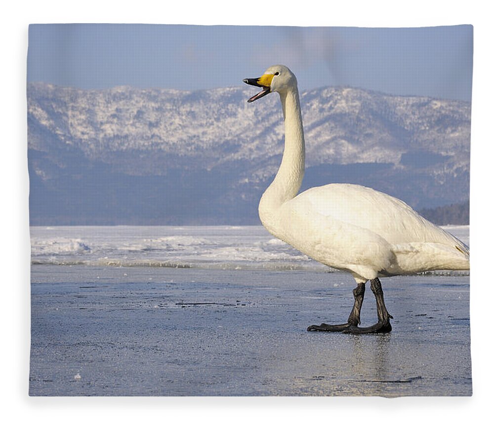 Nis Fleece Blanket featuring the photograph Whooper Swan Calling Hokkaido Japan by Andre Gilden