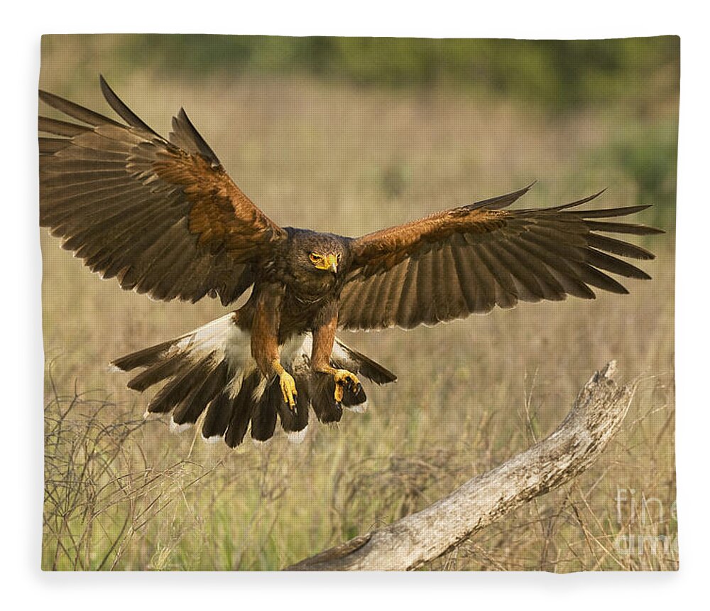 Harris Hawk Fleece Blanket featuring the photograph Wild Harris Hawk Landing by Dave Welling