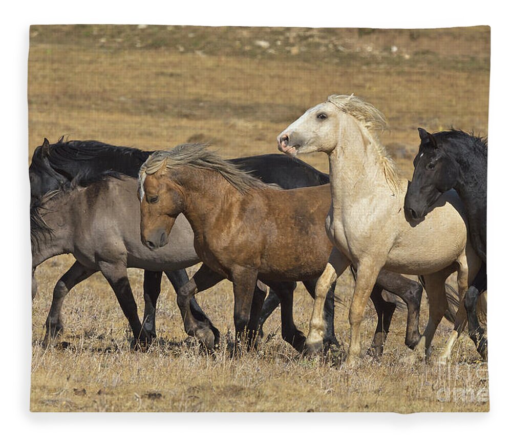 00537206 Fleece Blanket featuring the photograph Wild Stallion Herd Pryor Mountain by Yva Momatiuk and John Eastcott