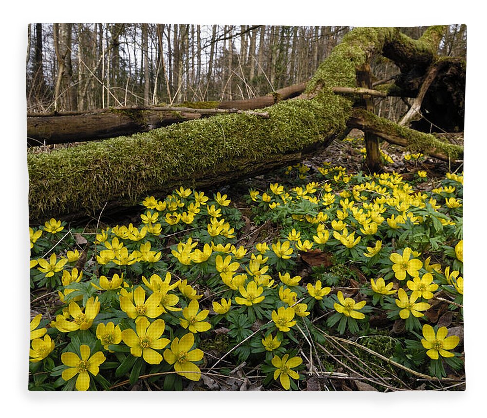 524915 Fleece Blanket featuring the photograph Winter Aconite Flowers Switzerland by Thomas Marent