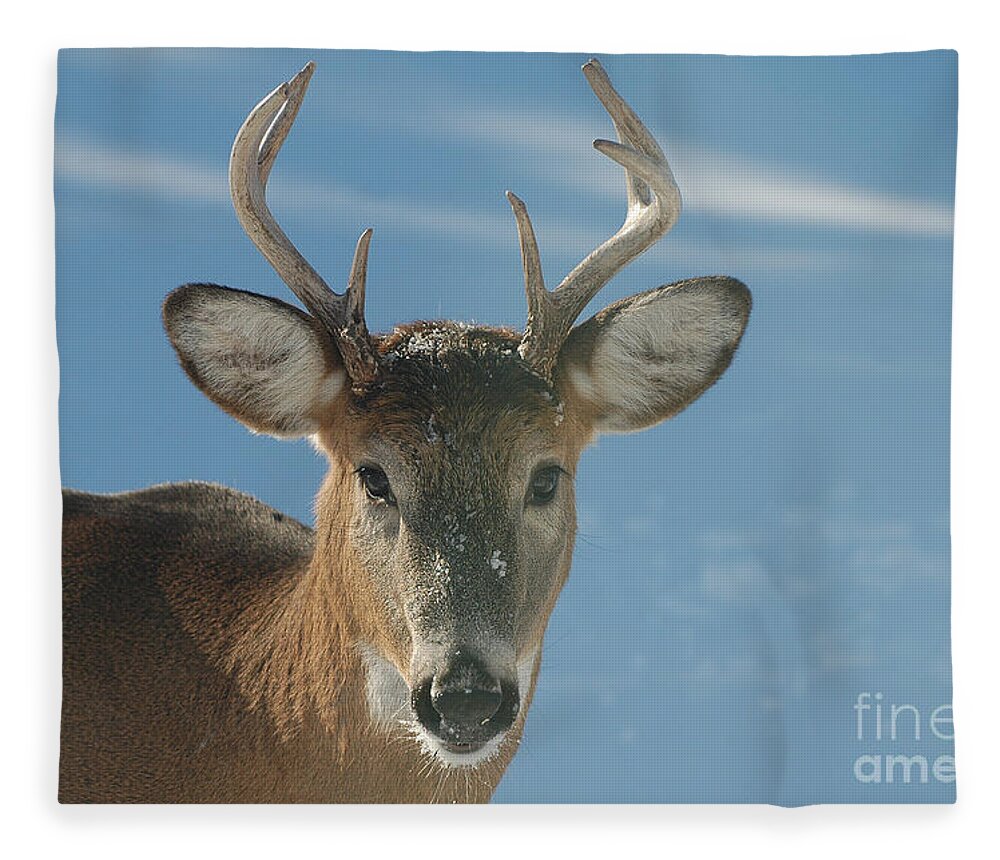 Eight-point Buck Fleece Blanket featuring the photograph Winter Buck by Joan Wallner
