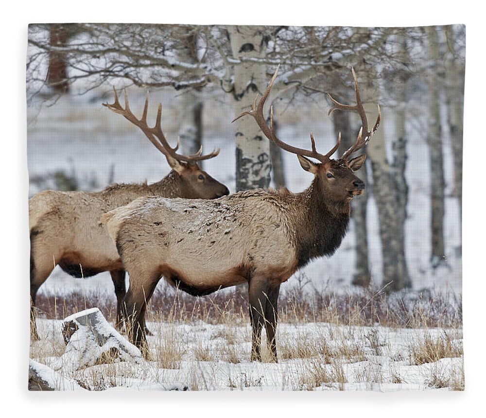 Winter Fleece Blanket featuring the photograph Winter Elk by Gary Langley
