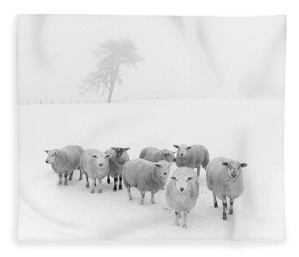 Sheep In Winter Fleece Blanket featuring the photograph Winter Woollies by Janet Burdon