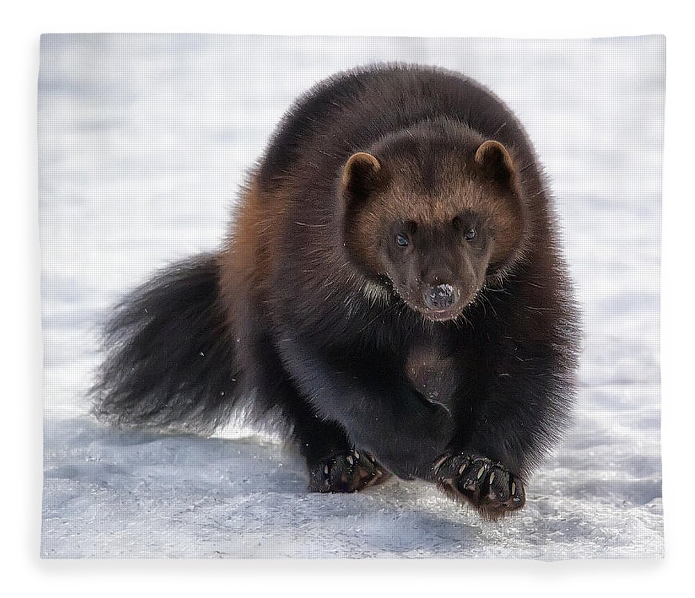 Wolverine Fleece Blanket featuring the photograph Wolverine on Snow #2 by Wade Aiken
