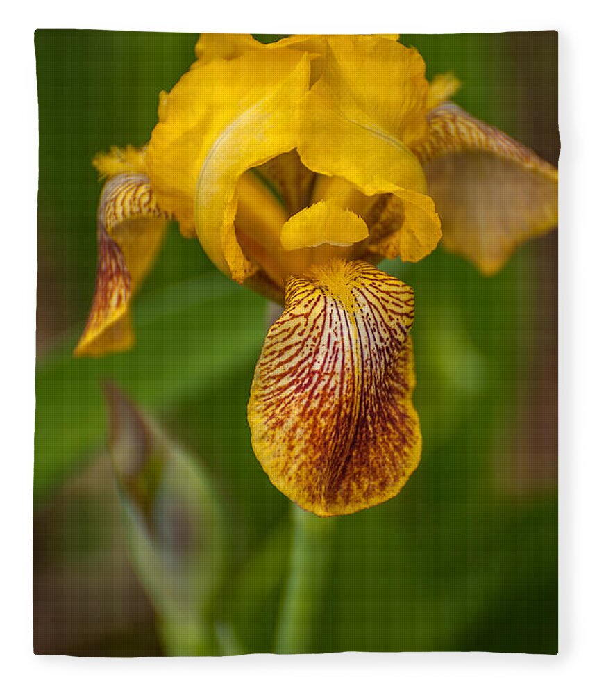 Bearded Iris Fleece Blanket featuring the photograph Yellow Bearded Iris by Brenda Jacobs