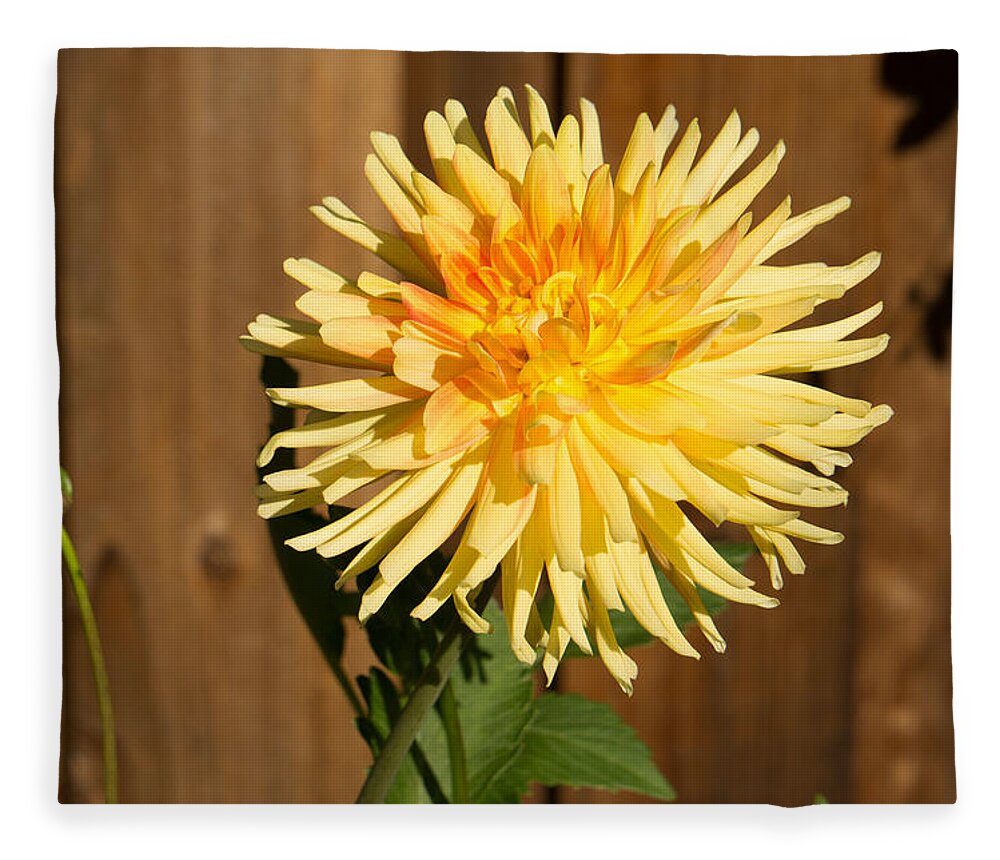Yellow Fleece Blanket featuring the photograph Yellow Dahlia by Weir Here And There