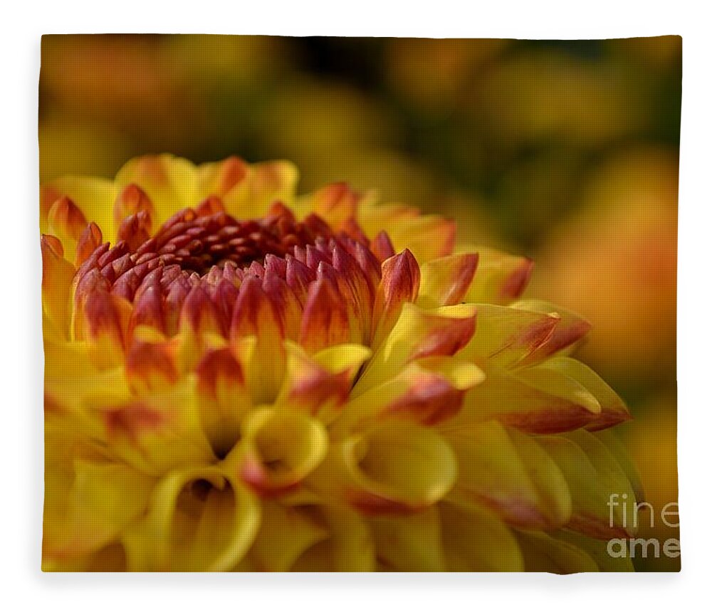 Close Fleece Blanket featuring the photograph Yellow Dahlia Red Tips by Scott Lyons