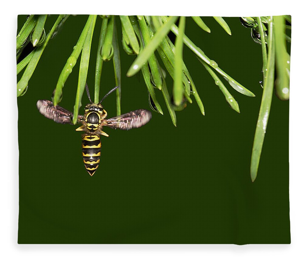 Yellow Jacket At Pine Needles With Raindrops Fleece Blanket featuring the photograph Yellow Jacket At Pine Needles With Raindrops by Daniel Reed