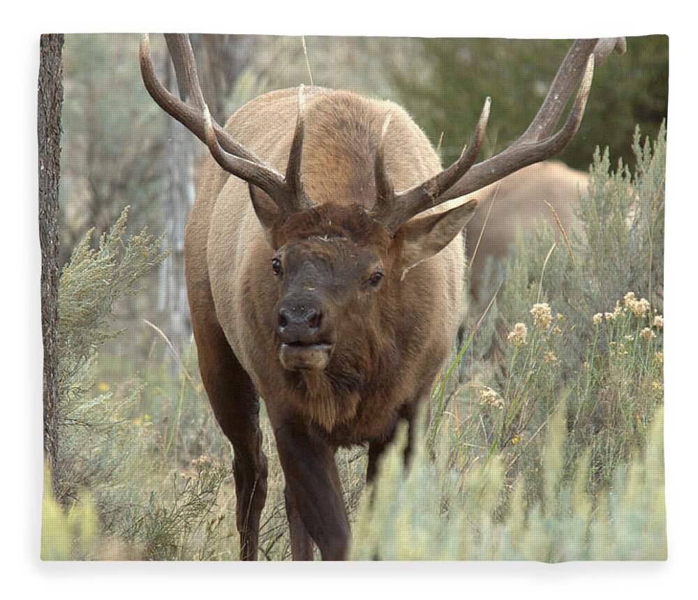 Elk Fleece Blanket featuring the photograph You Looking At Me by Frank Madia