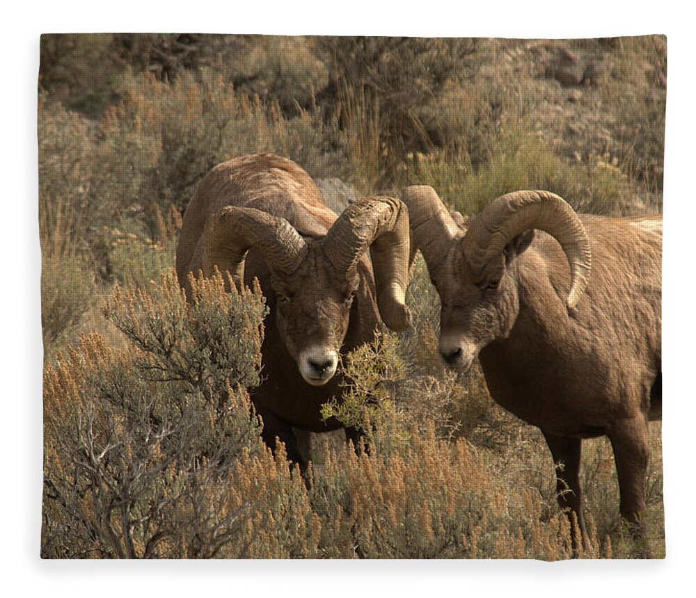 Sheep Fleece Blanket featuring the photograph You are in my way by Frank Madia
