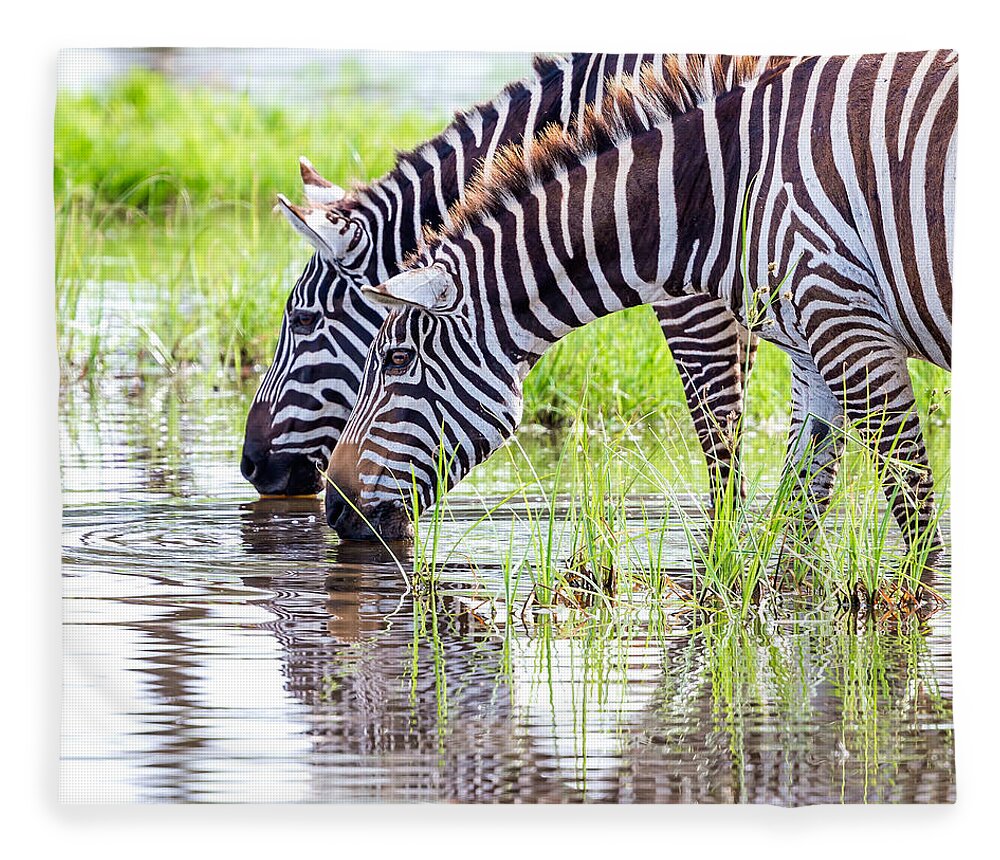 Scenics Fleece Blanket featuring the photograph Zebras Are Drinking Water by 1001slide