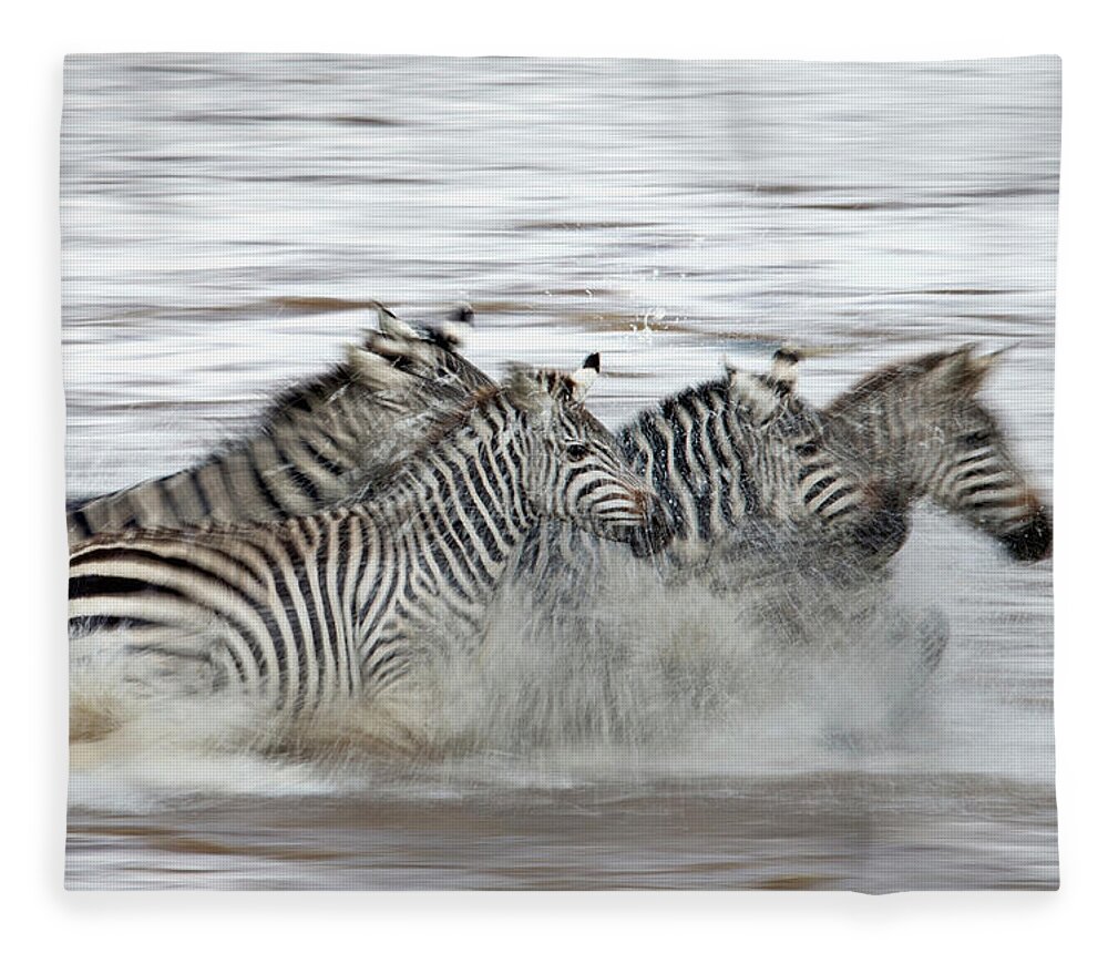 Plains Zebra Fleece Blanket featuring the photograph Zebras Crossing The Mara River by Aditya Singh