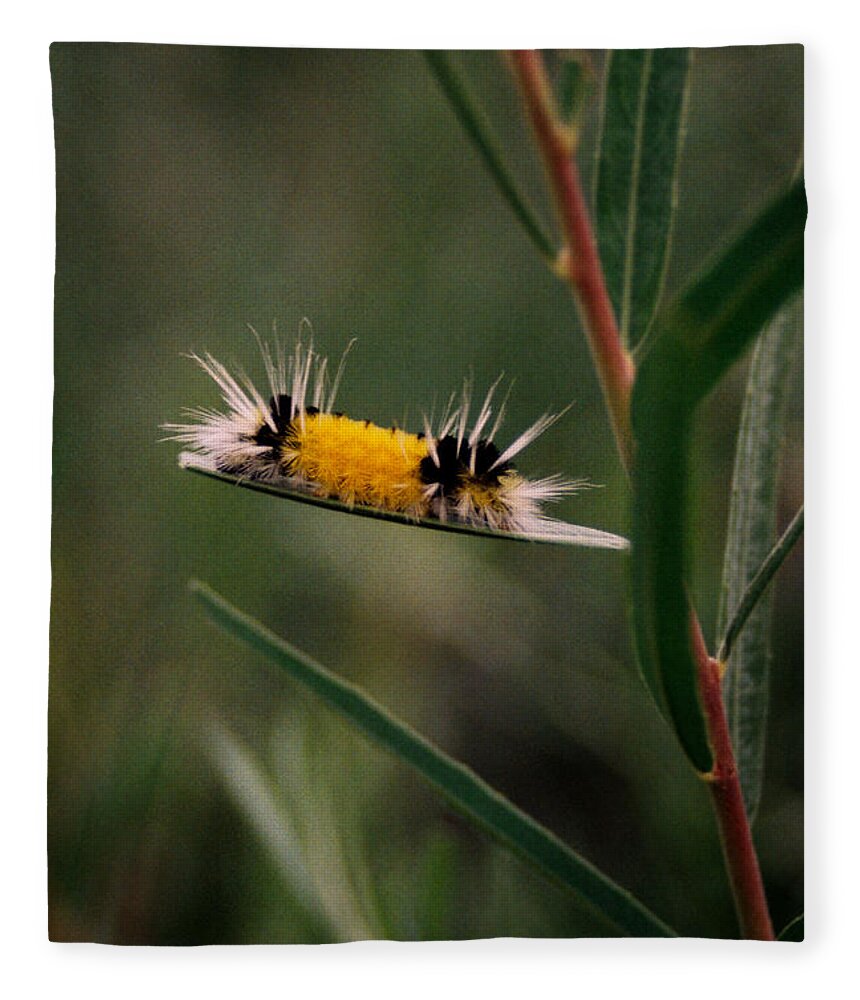 Bug Fleece Blanket featuring the photograph Struttin Your Stuff by Ron Weathers