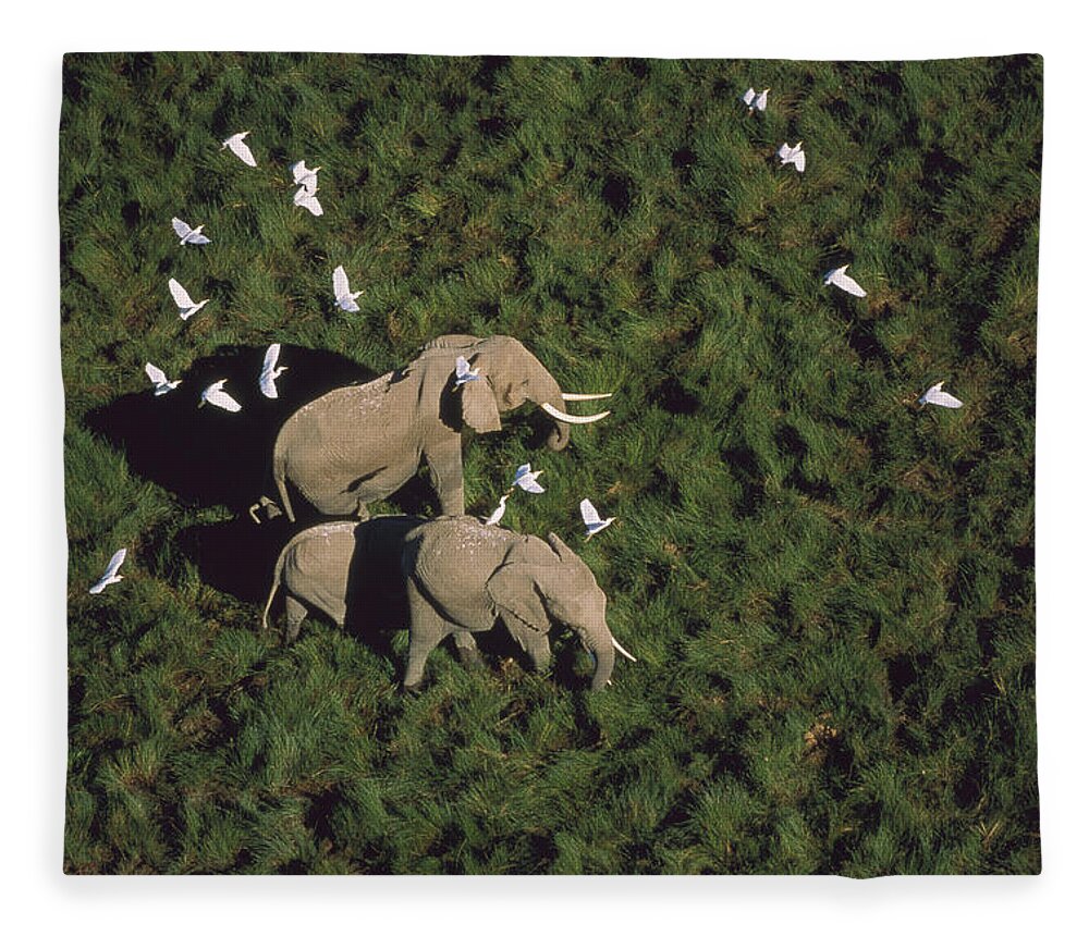 00171970 Fleece Blanket featuring the photograph African Elephant Parents And Two Calves #1 by Tim Fitzharris