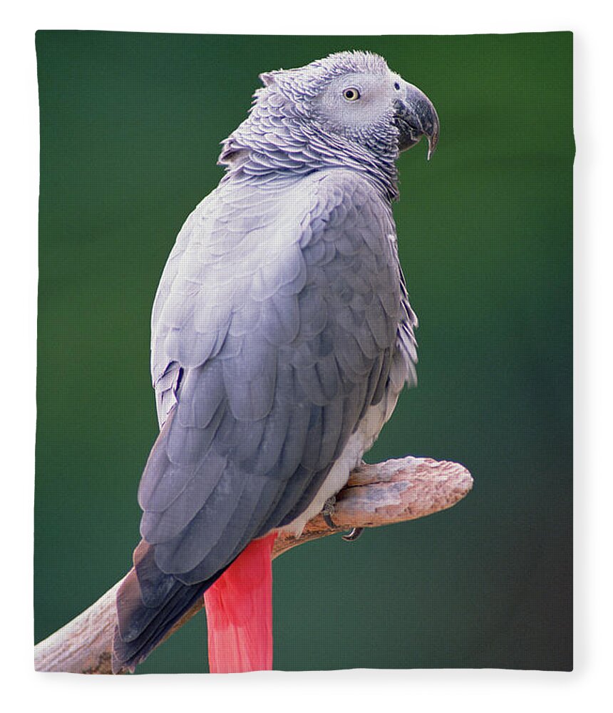 Mp Fleece Blanket featuring the photograph African Grey Parrot Psittacus Erithacus #1 by Gerry Ellis