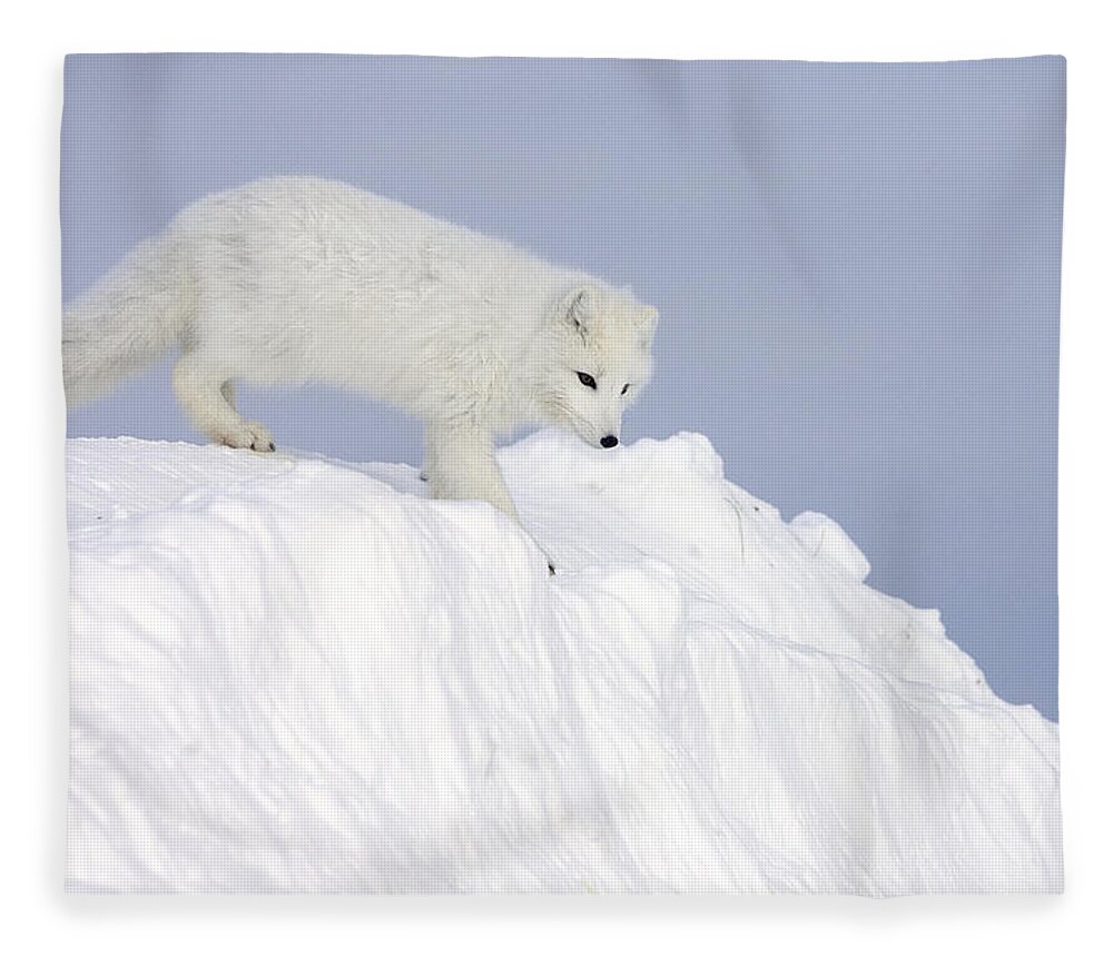 Mp Fleece Blanket featuring the photograph Arctic Fox Alopex Lagopus On Snow Drift #1 by Matthias Breiter