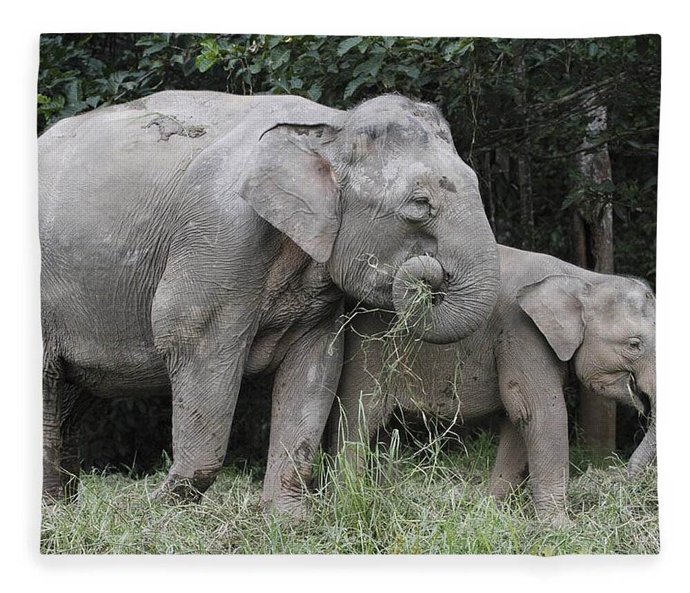 Mp Fleece Blanket featuring the photograph Asian Elephant Elephas Maximus Mother #1 by Hiroya Minakuchi