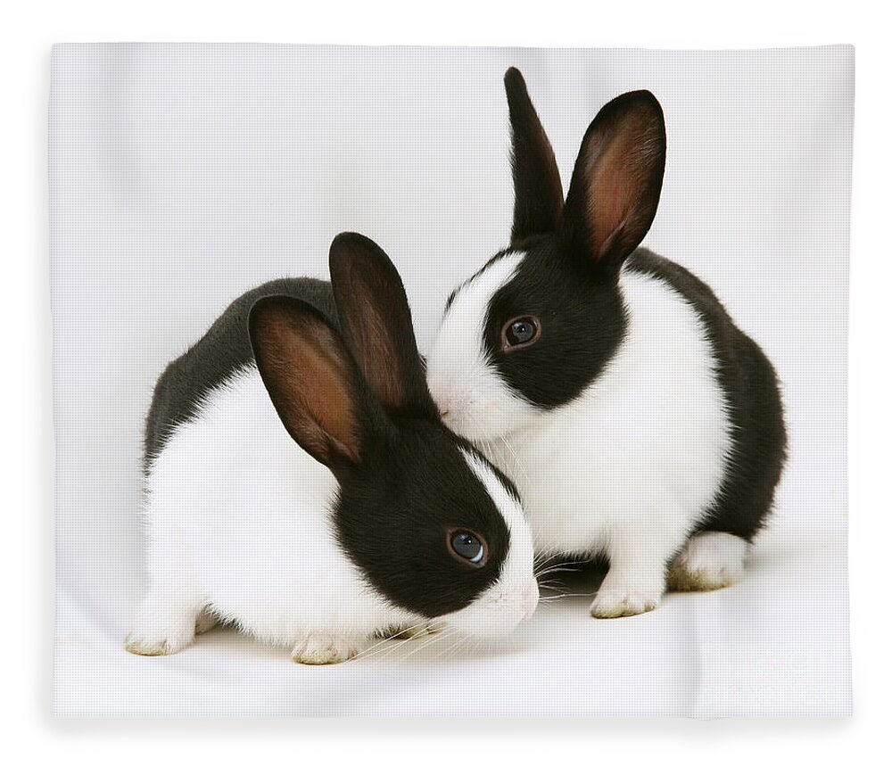 Black-and-white Dutch Rabbit Fleece Blanket featuring the photograph Baby Black-and-white Dutch Rabbits #1 by Jane Burton