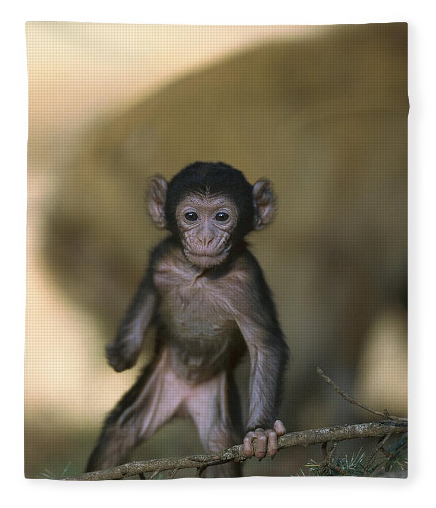 Mp Fleece Blanket featuring the photograph Barbary Macaque Macaca Sylvanus Infant #1 by Cyril Ruoso